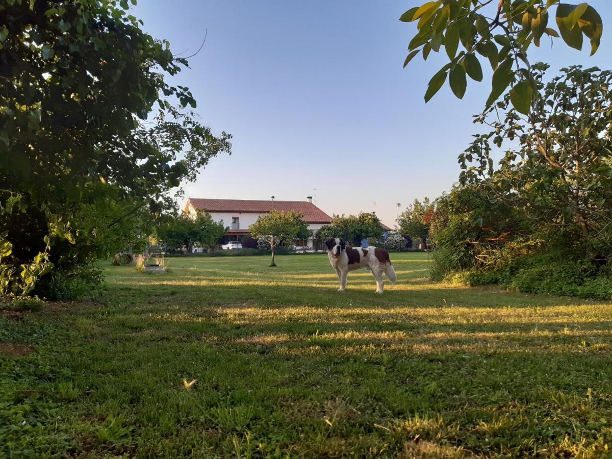 Il Podere Con San Bernardo, Alpaca E Pentola Di Cose Da Scoprire Farm stay